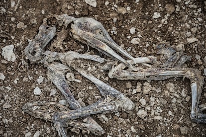 Restos óseos de un piquero guanero, en la costa de Perú, en julio de 2025.