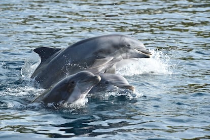 Four bottlenose dolphins in Bavaria, Germany. 