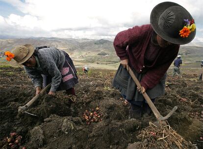 Los agricultores andinos, grandes proveedores de semillas para variedades genéticas.