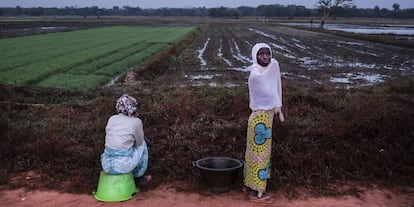 Arrozales en Guinea Bissau.