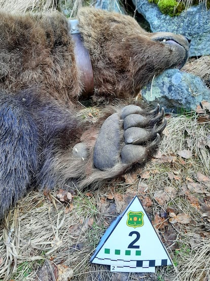 Cadáver del oso 'Cachou'.