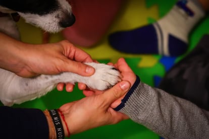La perrita Pía, durante una terapia infantil.