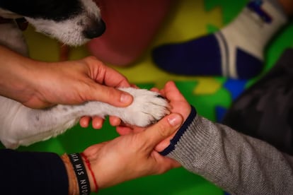 La perrita Pa, durante una terapia infantil. 