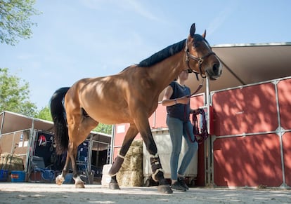 “Estos caballos de élite valen varios millones de euros. El año pasado vendí uno por más de dos millones. Vinieron con dinero y lo pagaron, así es este deporte”, explica el jinete Ismael García, instantes después de que su caballo haya superado el preceptivo examen médico. A falta de tres días para la gran prueba, la vida en el Club de Campo Villa de Madrid se parece mucho a lo que se vive en un circuito de Formula 1: basta sustituir a los pilotos por jinetes, a los coches por caballos, a los ingenieros por mozos de cuadra y el olor a gasolina por el del heno y el pienso. Se respira una calma tensa y no gusta mucho que los extraños anden dando paseos.