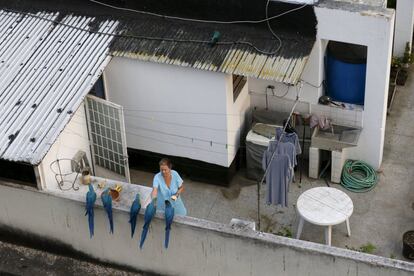 Una mujer alimenta a unos guacamayos en el balcón de un apartamento en el barrio de Los Palos Grandes en Caracas (Venezuela).