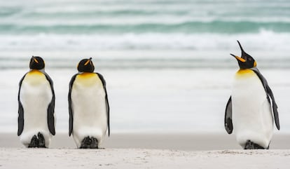 Regimento militar. “Dois pinguins-rei se estão em posição de sentido enquanto o outro parece estar dando ordens a eles”, disse o fotógrafo espanhol Miquel Ángel Artus Illana sobre a imagem que captou nas Ilhas Falkland (Reino Unido).