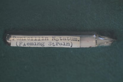 Muestra de la cepa de Penicillium notatum descubierta por Alexander Fleming