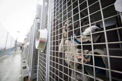 Un perro, dentro de un centro de acogida de animales. Imagen de archivo.