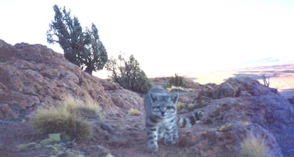 Primera foto de un gato andino con cámara trampa, tomada en Bolivia en 2001.