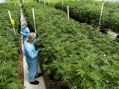 Plantação de maconha em Nueva Helvecia, no Uruguai.