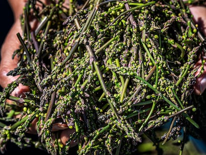 Los esparraguines de la empresa alicantina Green Asparagus están patentados y se venden como un manjar.