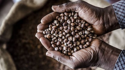 Semillas de baobab, en Ghana.