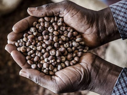 Semillas de baobab, en Ghana.