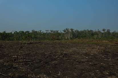 Deforestación causada por cultivos de café y plátano cerca de la parcela de Eslí Nuñez, en la comunidad de Huascayacu (Perú).