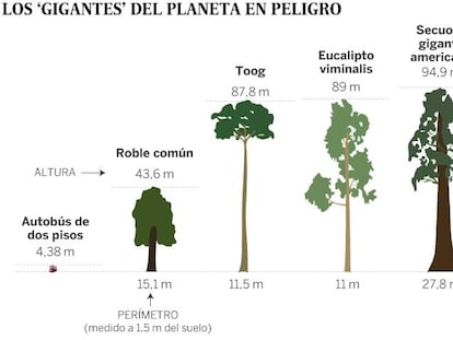 Los árboles más grandes del planeta se desvanecen