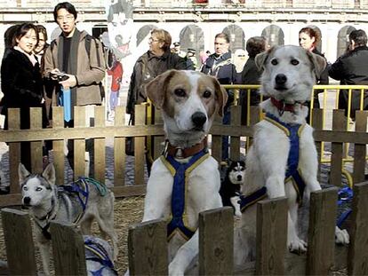 Los perros de Pirena