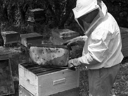 Colmenas de abejas en Colmenar Viejo (Madrid).