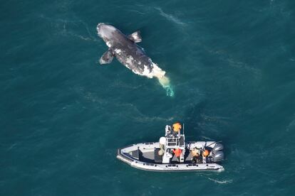 DNR boat crew assessing a dead juvenile right whale about 20 miles off Tybee Island, Ga