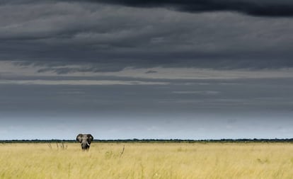 Un elefante en el parque nacional de Chobe (Botsuana).