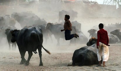 Ciudadanos paquistaníes juegan entre búfalos en las afueras de Lahore, Pakistán.