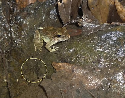 Un macho de la rana 'Limonecetes larvaepartus' junto a renacuajos (en el círculo).