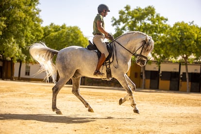 Un jinete monta a un caballo en Jerez de la Frontera (Cádiz). 