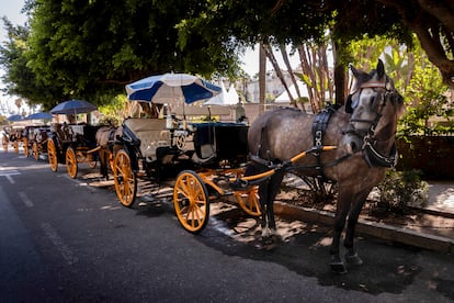 Coches de caballos en Málaga.