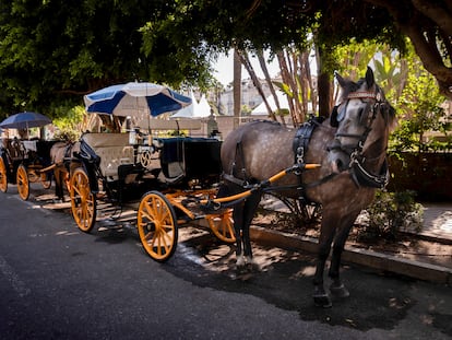 Coches de caballos en Málaga.
