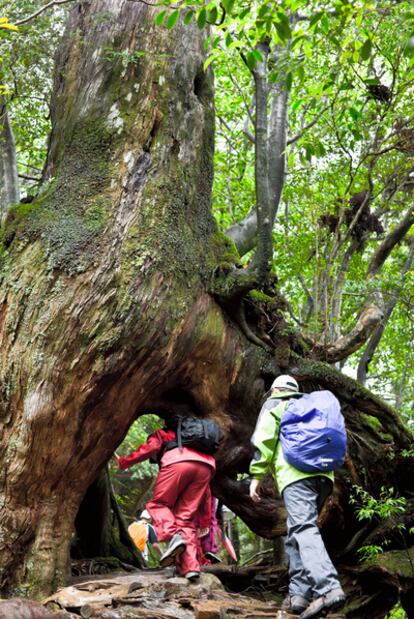 Uno de los cedros milenarios de la isla japonesa de Yakushima.