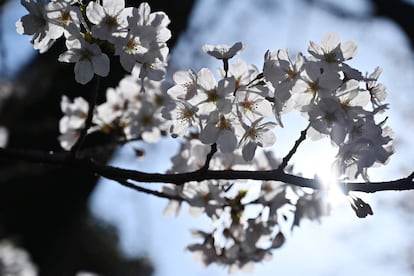 Además de motivar un acontecimiento social de grandes dimensiones, los cerezos suponen un filón para comercios y cadenas que aprovechan para poner a la venta productos exclusivos diseñados para la ocasión. En la imagen, una flor del cerezo en el cementerio de Yanaka en el distrito Taito en Tokio (Japón), este martes.