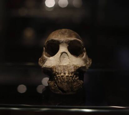 Crneo de un ejemplar de 'Homo Naledi', homnido descubierto en 2015, expuesto en el Museo Nacional de Ciencias.