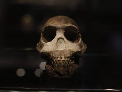 Cráneo de un ejemplar de 'Homo Naledi', homínido descubierto en 2015, expuesto en el Museo Nacional de Ciencias.