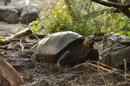 A tartaruga Fernanda, achada em 2019 numa zona isolada da ilha Fernandina, em Galápagos. 