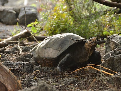 A tartaruga Fernanda, encontrada em 2019 numa zona isolada da ilha Fernandina, em Galápagos.