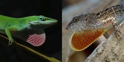 El anolis verde (izquierda) se ha movido a las ramas altas de los árboles y desarrollado patas más grandes ante la invasión del anolis marrón.