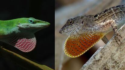 O anolis verde (esquerda) mudou para os ramos altos das árvores.