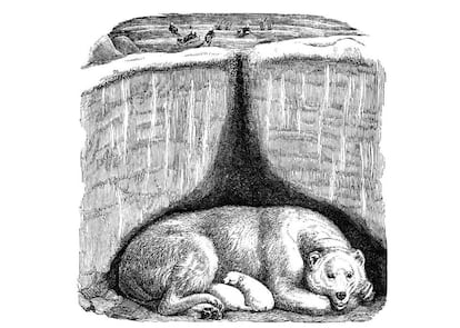 Ilustración de la madeiguera del oso, del libro 'Animales arquitectos', del finlandés Juhani Pallasmaa, recién traducidoo al castellano.