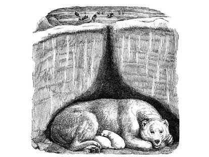 Ilustración de la madeiguera del oso, del libro 'Animales arquitectos', del finlandés Juhani Pallasmaa, recién traducidoo al castellano.
