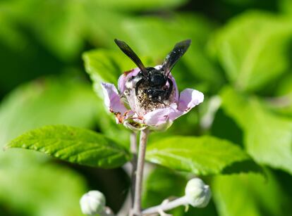 Most bee species stay away from the cities, but others, such as the mining bee ‘Andrena pilipes,’ are present in both urban and agricultural or natural environments.