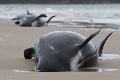 Varias ballenas piloto yacen en una playa de la bahía de Macquarie, al oeste de Tasmania.
