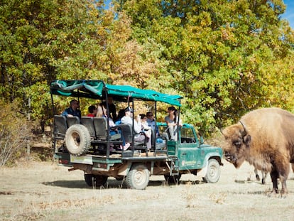 Safari en 4x4 de Paleolítico Vivo en Atapuerca (Burgos).