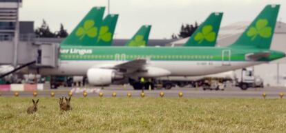 Aviones de Aer Lingus en el aeropuerto de Dubl&iacute;n. Lo de delante son liebres, no parte de la tripulaci&oacute;n.