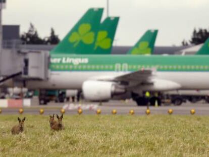 Aviones de Aer Lingus en el aeropuerto de Dubl&iacute;n. Lo de delante son liebres, no parte de la tripulaci&oacute;n.