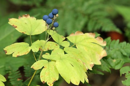 Fruto del Caulophylle faux-pigamon (Blue cohosh)