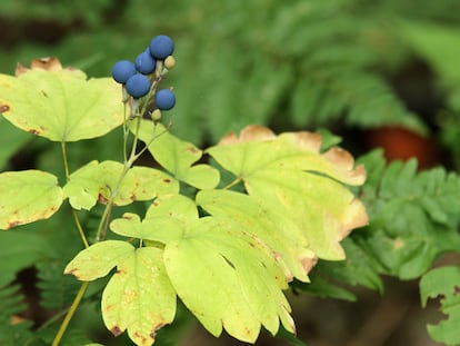 Fruto del Caulophylle faux-pigamon (Blue cohosh)