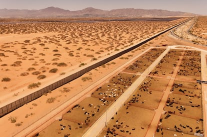 Ganado de exportación en las instalaciones de la Unión Ganadera Regional de Chihuahua, en Ciudad Juárez, este 29 de abril.