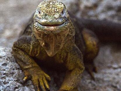 Una iguana de las islas Galápagos.