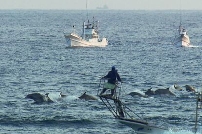 Decenas de barcos crean cada día una barrera de sonido para ahuyentar a los delfines. Así es como los conducen hasta la cala donde son seleccionados algunos y asesinados la mayoría.