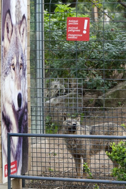 Una de las lobas observa la valla de su habitáculo.