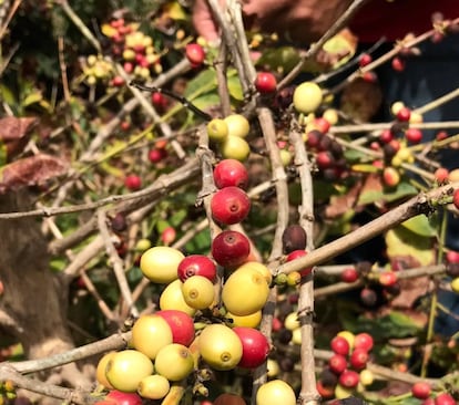 LAS CEREZAS DEL CAFÉ / CAPEL